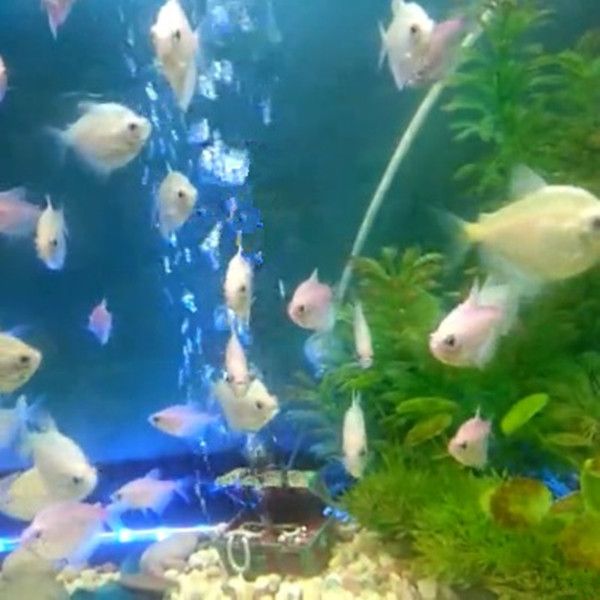 Aquarium Fish Tank Ornament Air Action Treasure Chest Spectra Bubble