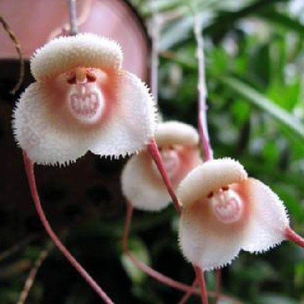 10/20/30PCS Rare Monkey Face Orchid Seeds Beautiful Plant Flower Home