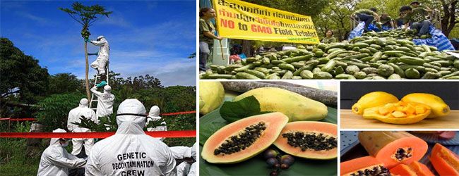 GMO papaya