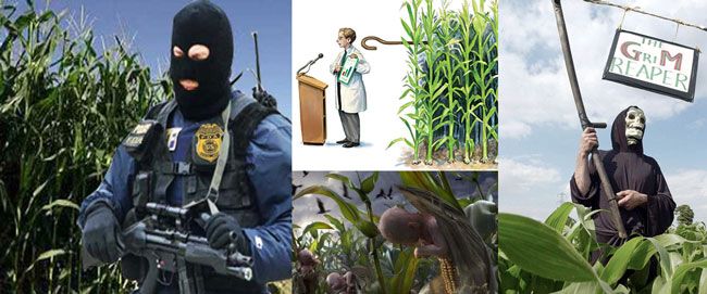 abuse-of-scientists-about-GMO abuse-of-scientists-about-GMO