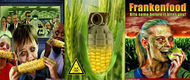 GMO seeds