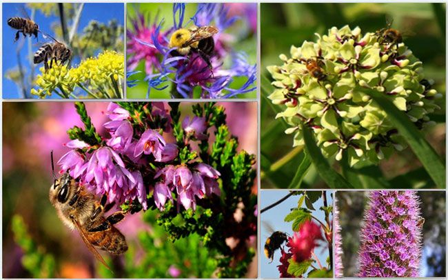 symptoms-of-CCD bees are dying