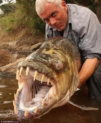 tigerfish_zps57c938dd.jpg