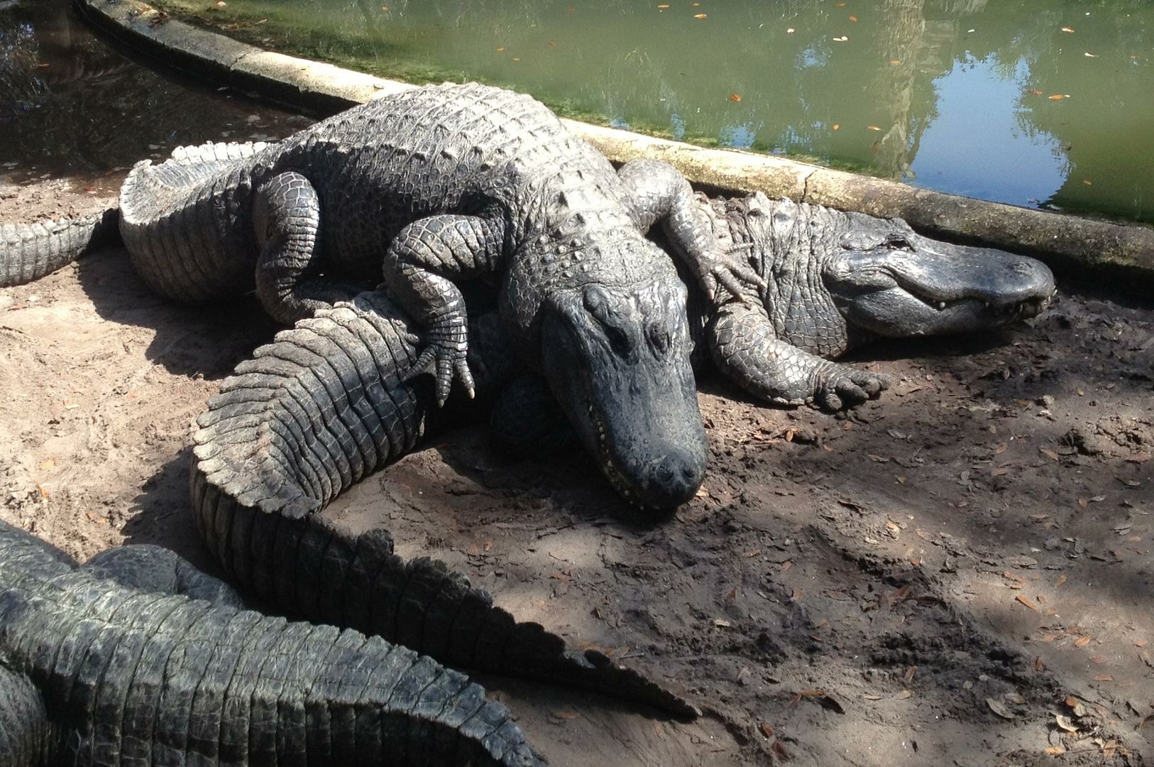 Winds of Destiny - RVLife: At. Augustine Alligator ...