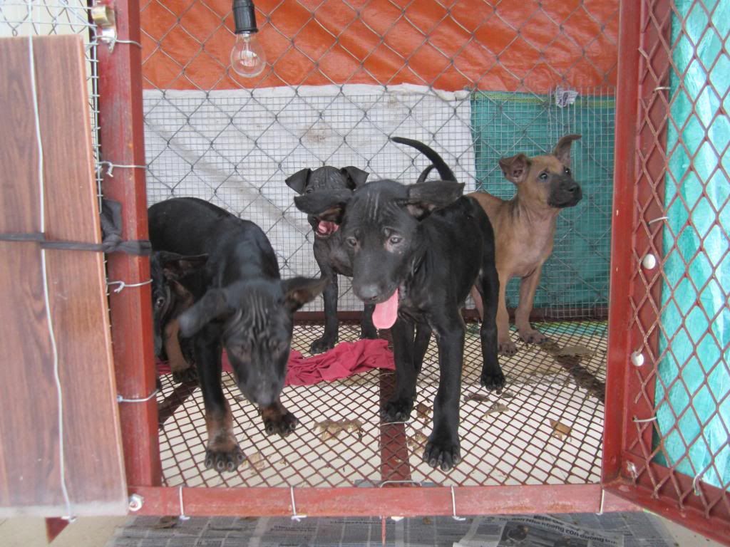 Chó Phú Quốc 2 tháng tuổi. Giá 2tr/em. - 1