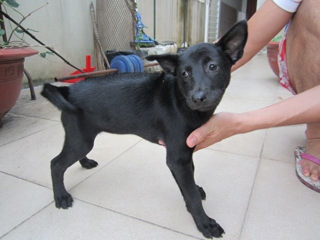 Chó phú quốc cái, 2 tháng tuổi.