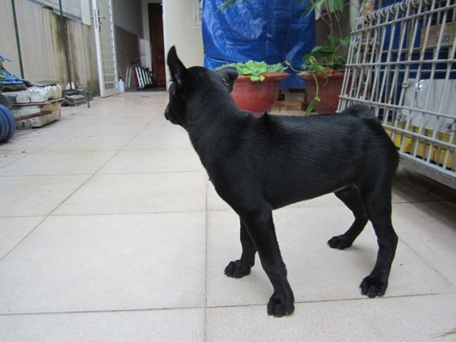 Chó phú quốc cái, 2 tháng tuổi. - 2