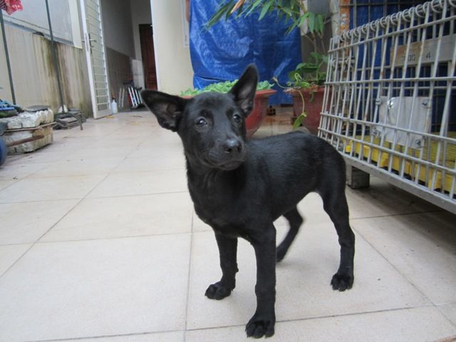 Chó phú quốc - 1