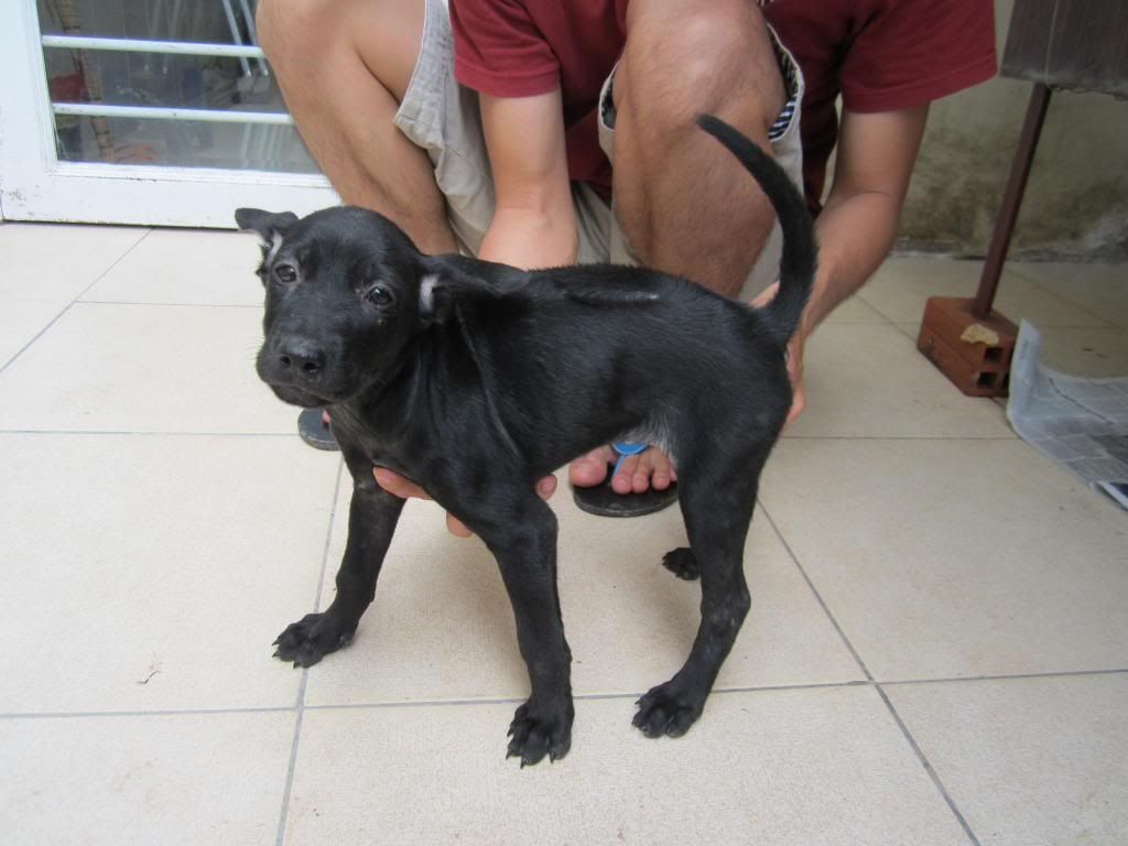 Chó Phú Quốc 2 tháng tuổi. Giá 2tr/em. - 2