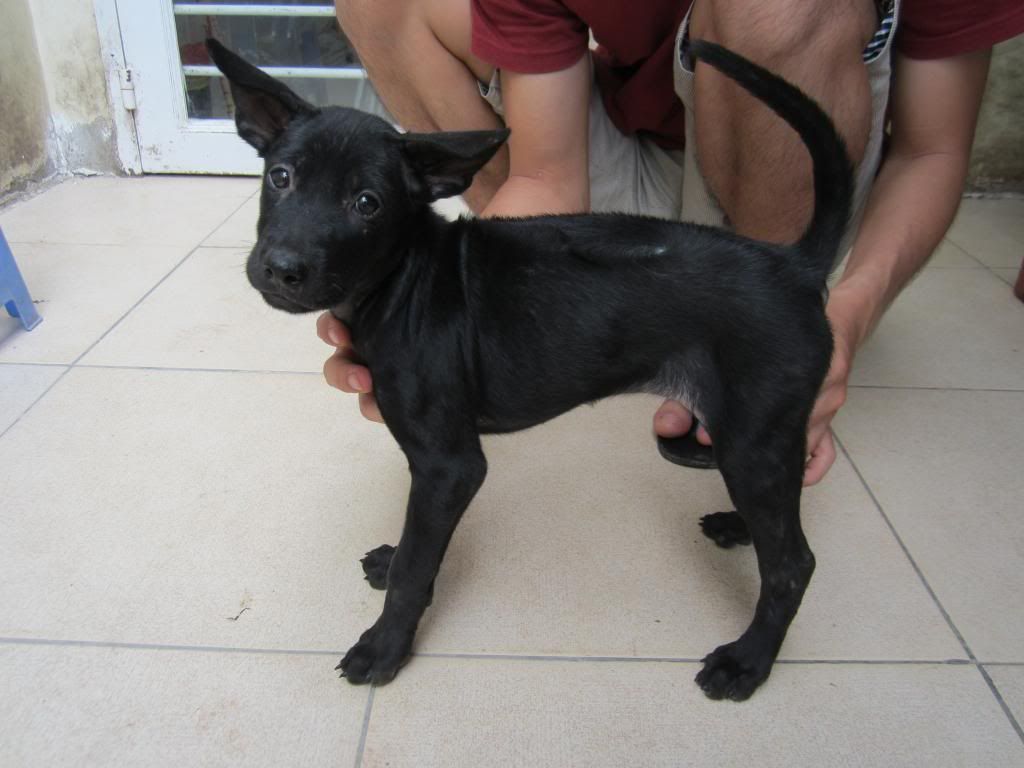 Chó Phú Quốc 2 tháng tuổi. Giá 2tr/em. - 3