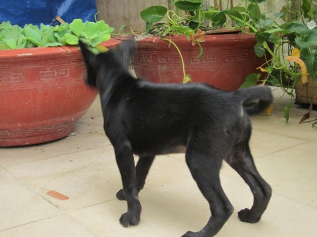 Chó phú quốc cái, 2 tháng tuổi. - 1