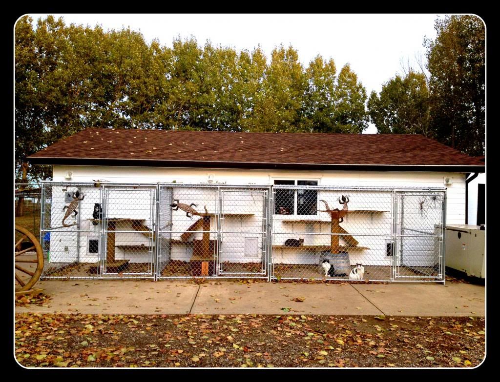 About Us Happy Cat Sanctuary