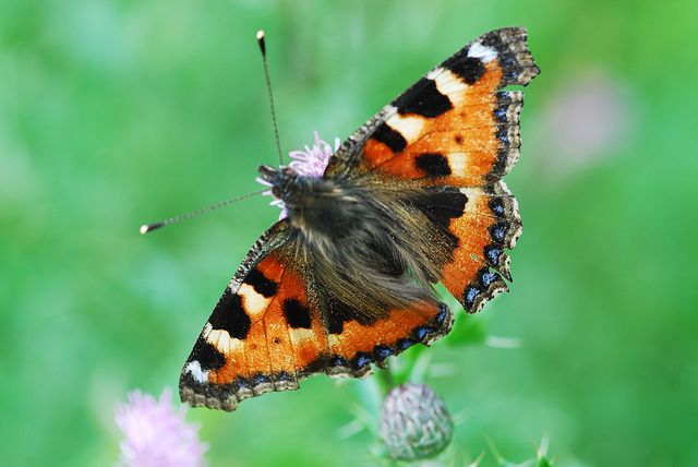 photo butterfly_zps75cd7ddd.jpg