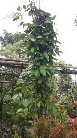 ... Of irian , Bunga Api Irian (Mucuna Bennetti), Tanaman Hias Merambat