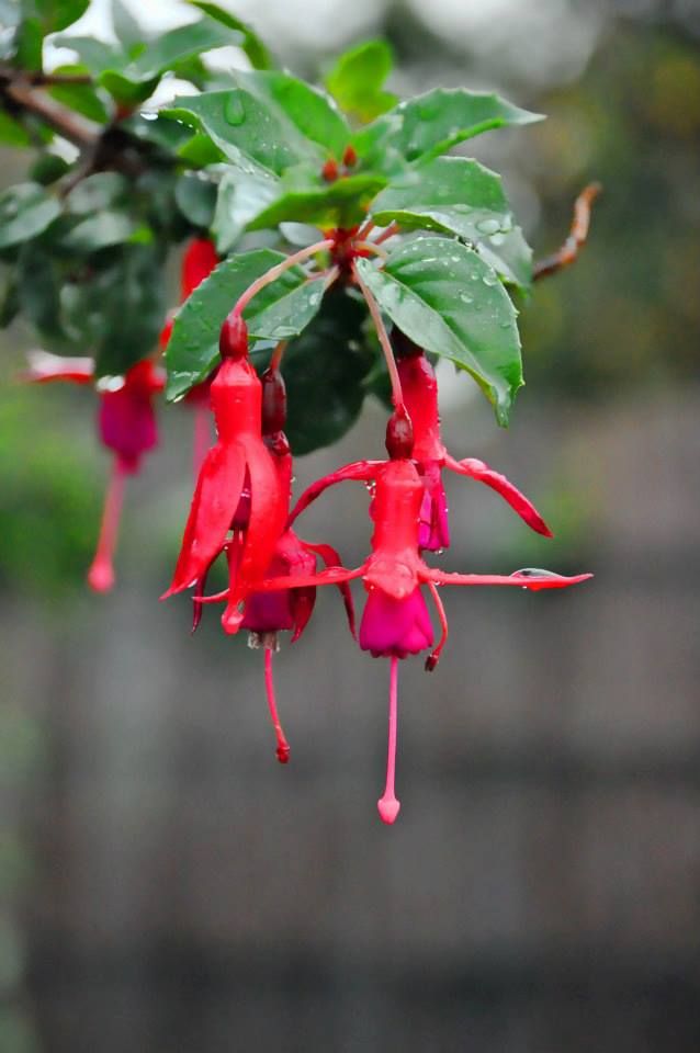 photo 484029_10151695449646288_96032597_n_zps1c0bdc1c.jpg