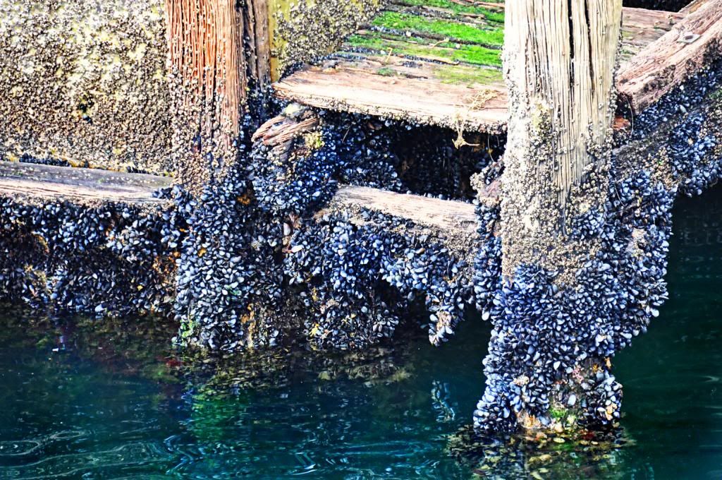 photo DSC_0067_zps5667d42d.jpg