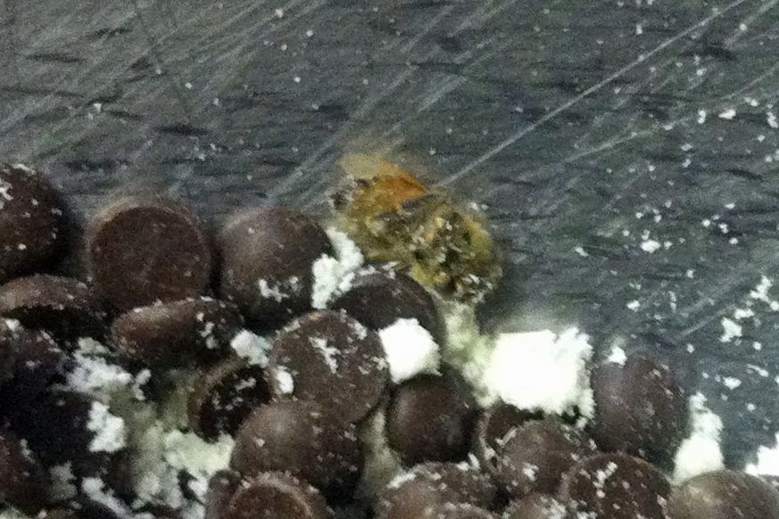 photo beecookies_zps65016afe.jpg