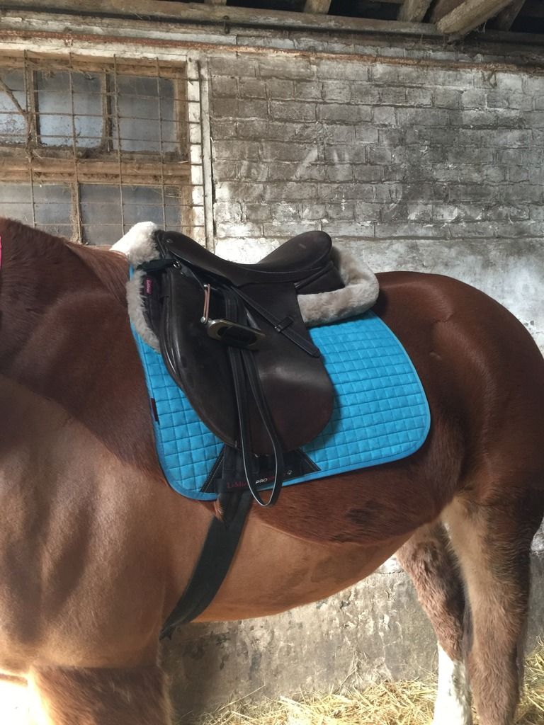 Good colours for a chestnut? Horse and Hound Forum