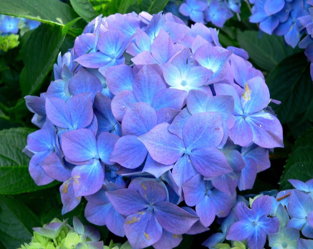 Hydrangea Teller Blue