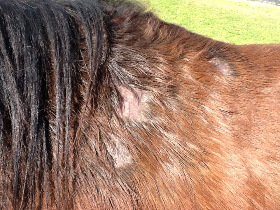 Very itchy horse, losing small patches of hair The Horse Forum